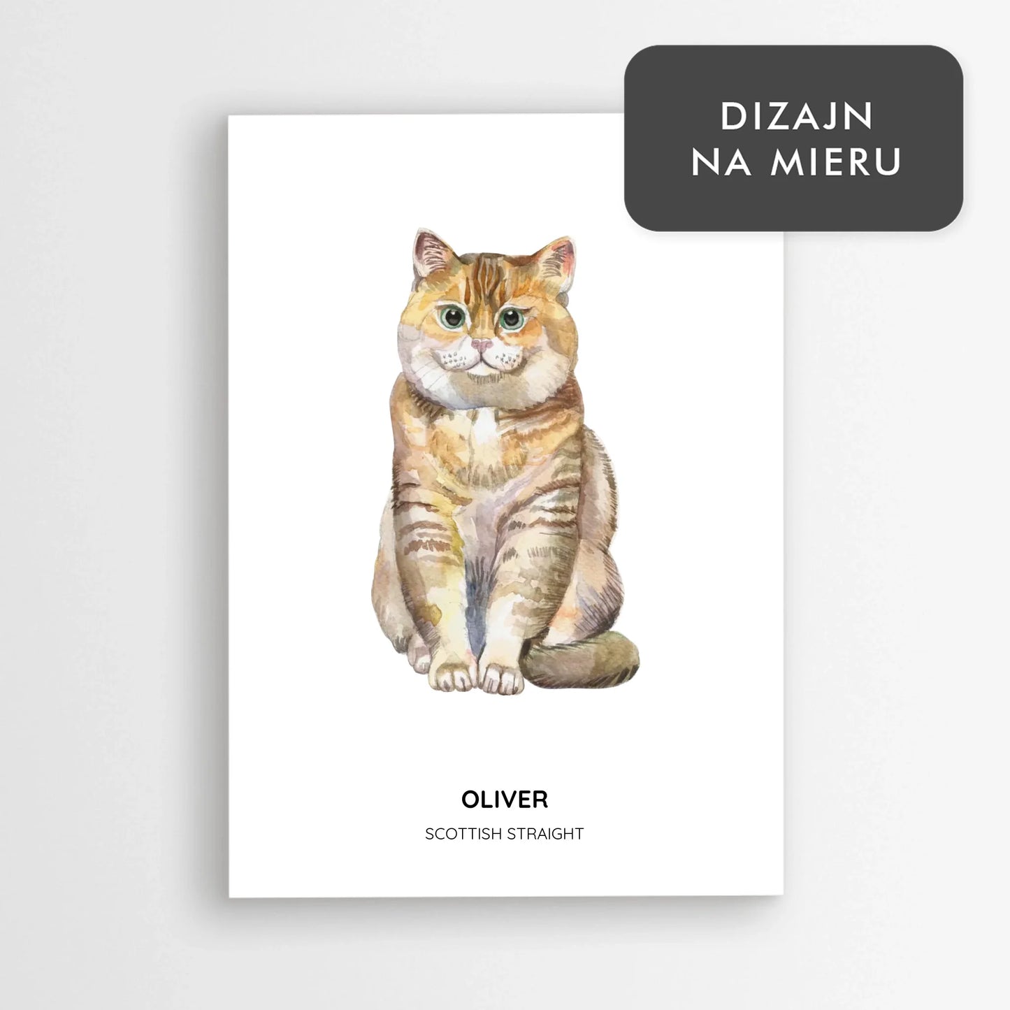 Ilustrácia s menom mačky - Scottish Straight