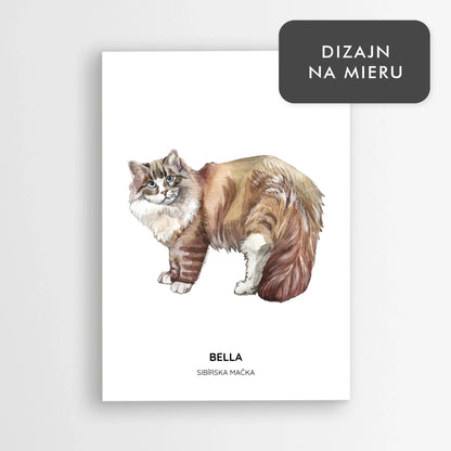 Ilustrácia mačky s menom - Sibírska mačka